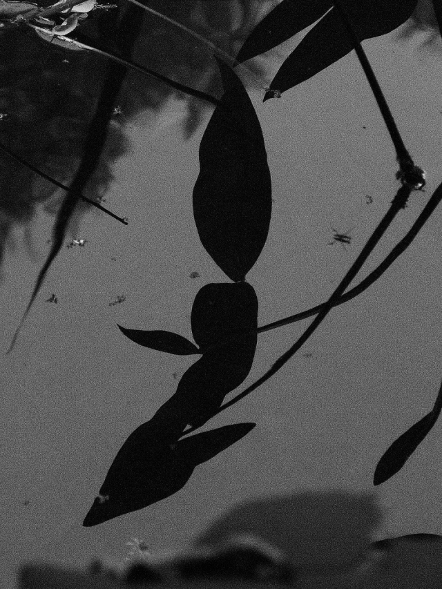 reflet végétation (960x1280)